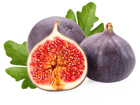 fig from organic horticulture garden of hortimag.info