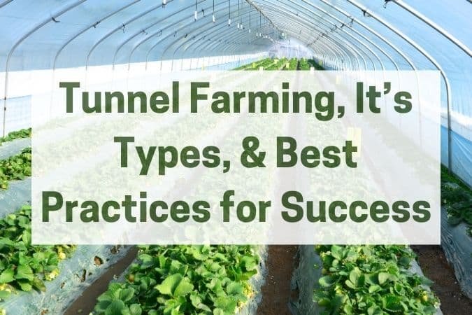 What is Tunnel Farming, It’s Types, & Best Practices for Success